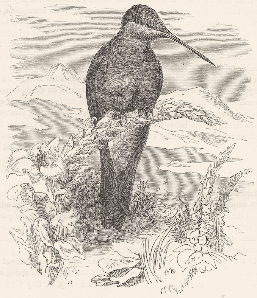 BIRDS. Searcher. Hummingbird. Giant c1870 old antique vintage print picture